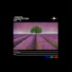 Purplepetals Single