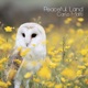 Peaceful Land Single