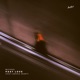 Past Love feat Sophia Heart Single