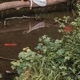 Narcissus Single