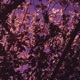 Painted Garden Single