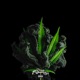Rosemary Single