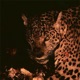 Jaguar Single