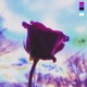 Gorgée Floraison EP