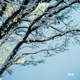 Melt feat 2yu Single