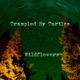 Wildflowers Single