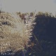 Yowamusi feat ZELE Lil Yeek Single