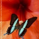 The Butterfly Effect EP