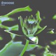 Lotus Single