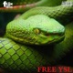FREE YSL feat Dot Younglouie Single
