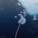 drift Single