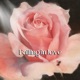 Falling in Love feat SRQ Single