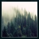 Little Forest Single