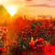 Minutia Single