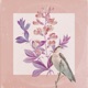 Low Baptisia Single