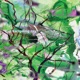 Branches EP