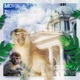 Monkeys in Belgrade Single