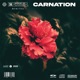 Carnation Single