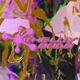 スカスカ feat valknee Single