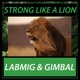 Strong Like a Lion Single