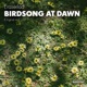 Birdsong At Dawn Single