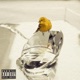 Canary Single