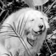 Not A Hobby feat veryolddog Single