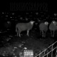 Lieblingsrapper Remix feat Caez O Kozan Hazro CHZ336 Zippe Exxon Majid Zak79 Schaden46 Niqi Marcianer EP