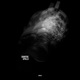 Apollo Single