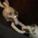 SkeletonsInDaKloset Single