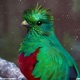 El Quetzal Single