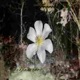 white clematis feat exiqutee Single