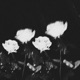 Feelings Single
