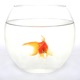 GoldFish Single