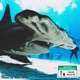 Hammerhead Shark Single