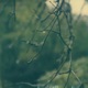 Lignin Poise