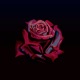 Rose Scent feat Eddie De Carter Single