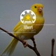 Yellow Bird Single