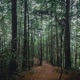 Meditación en la neblina Single