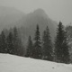 The Trees Within The Snow Single