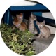 The Cat Crew Cutz EP