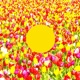 Spring Song Single