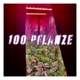 Hundert Pflanze Single