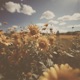 Sunflower Single