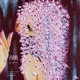 Yokaze Letter Single
