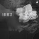 Fall Down Single