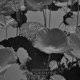 Some God Ruled It Shellsee Remix Single