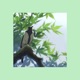Birdnest feat Alazko Vaguely Cynical Single