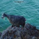 GOAT VAN DIE BAAI Vol 1