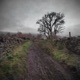Longitude Single